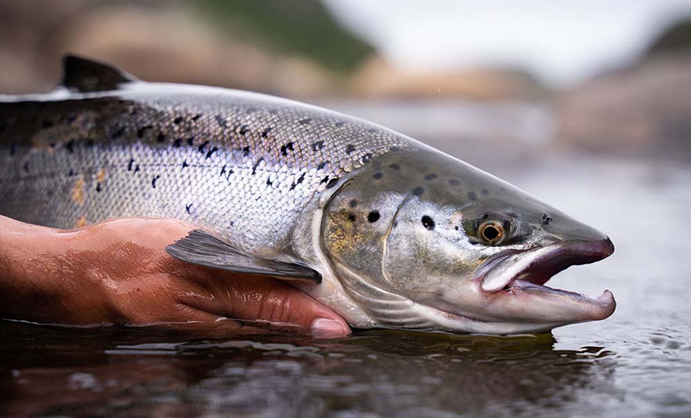 atlantic salmon