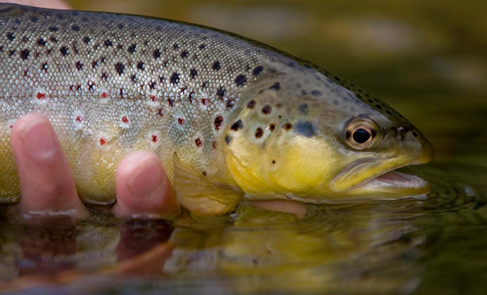 brown trout caught by fly fishing on the river test