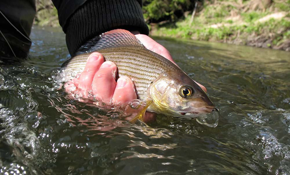greyling caught fly fishing with a friendly qualified guide